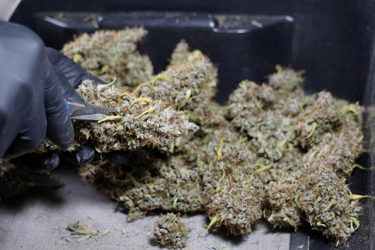 Dognabis 035 Permanent Marker (Zamnesia). Week 14 - PM #1