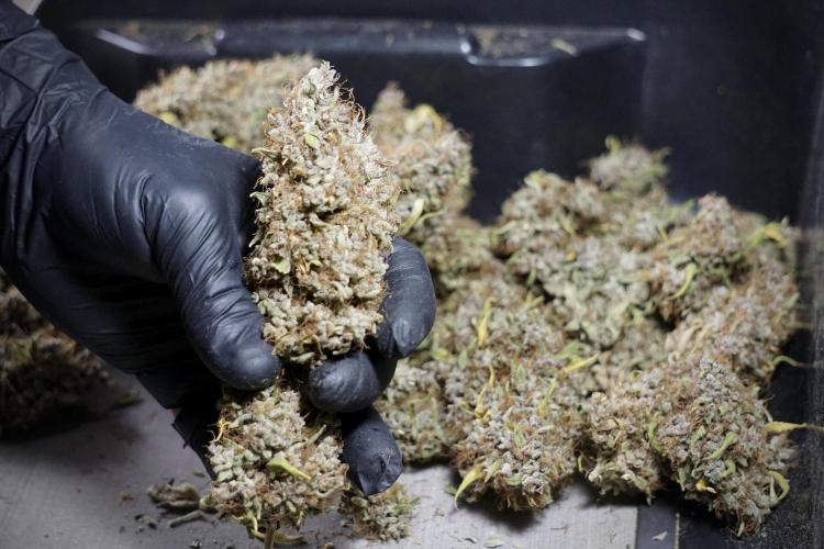 Dognabis 035 Permanent Marker (Zamnesia). Week 14 - PM #1