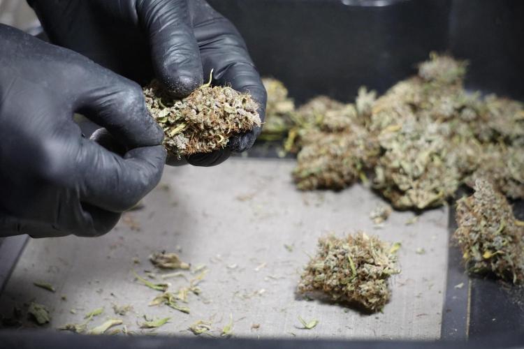 Dognabis 035 Permanent Marker (Zamnesia). Week 14 - PM #1