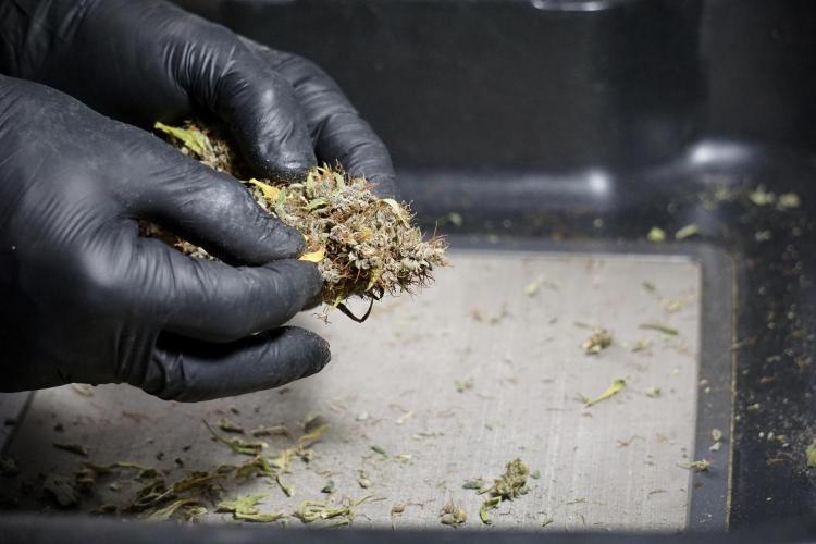 Dognabis 035 Permanent Marker (Zamnesia). Week 14 - PM #1