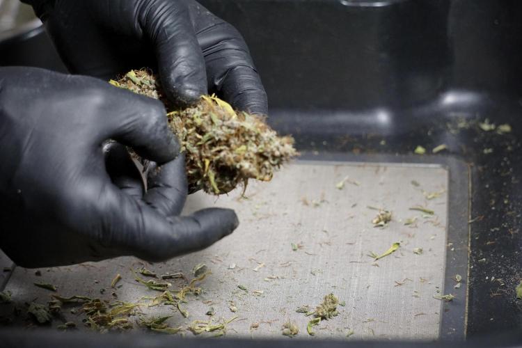 Dognabis 035 Permanent Marker (Zamnesia). Week 14 - PM #1