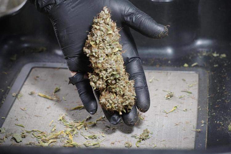 Dognabis 035 Permanent Marker (Zamnesia). Week 14 - PM #1