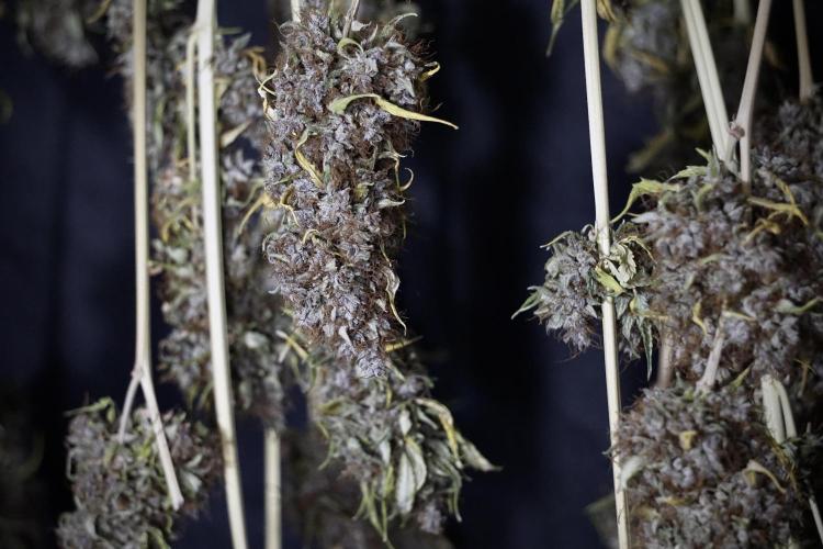 Dognabis 035 Permanent Marker (Zamnesia). Week 14 - PM #1