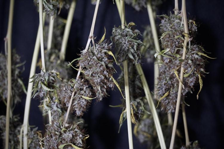 Dognabis 035 Permanent Marker (Zamnesia). Week 14 - PM #1