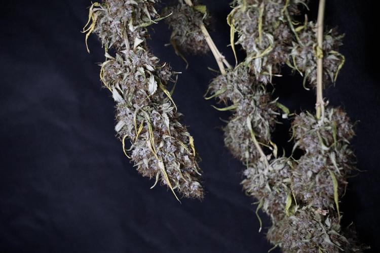 Dognabis 035 Permanent Marker (Zamnesia). Week 14 - PM #1