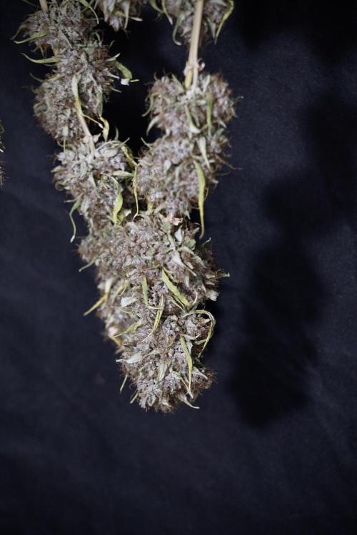 Dognabis 035 Permanent Marker (Zamnesia). Week 14 - PM #1