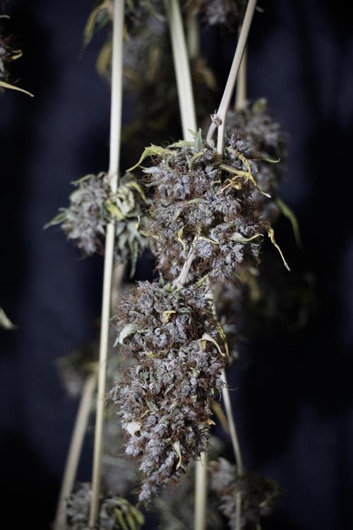 Dognabis 035 Permanent Marker (Zamnesia). Week 14 - PM #1