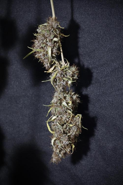 Dognabis 035 Permanent Marker (Zamnesia). Week 14 - PM #1