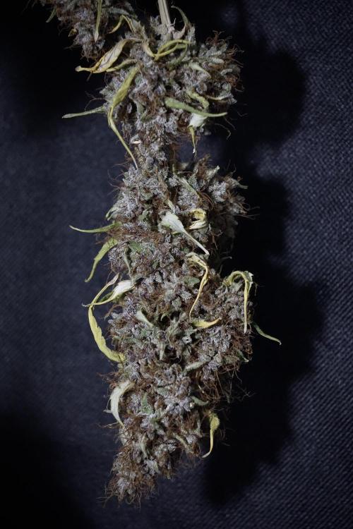 Dognabis 035 Permanent Marker (Zamnesia). Week 14 - PM #1