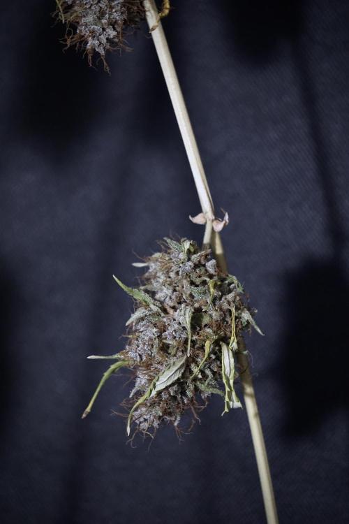 Dognabis 035 Permanent Marker (Zamnesia). Week 14 - PM #1