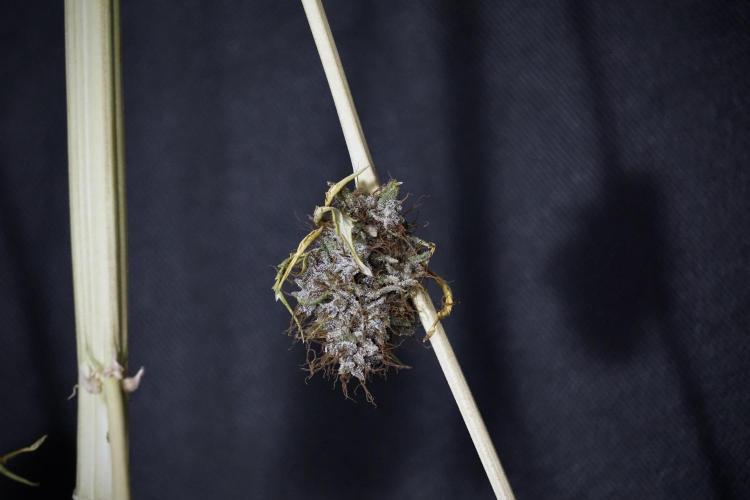 Dognabis 035 Permanent Marker (Zamnesia). Week 14 - PM #1