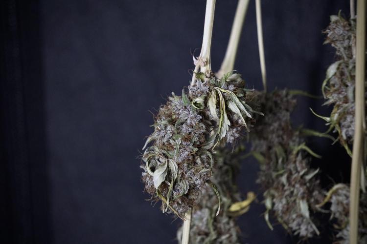 Dognabis 035 Permanent Marker (Zamnesia). Week 14 - PM #1