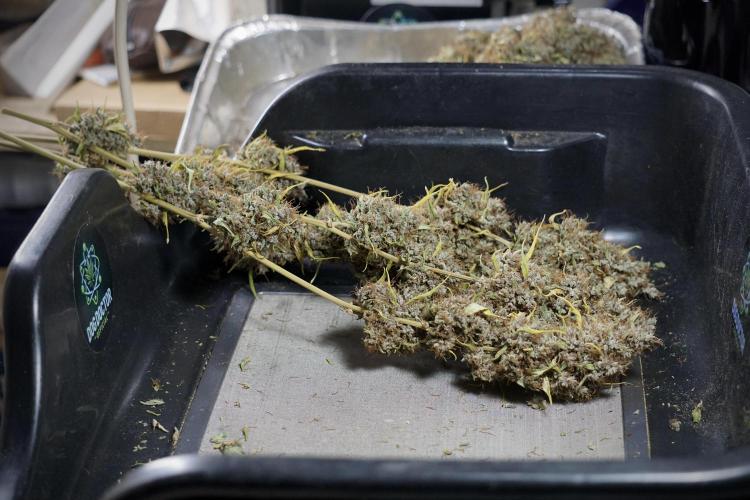 Dognabis 035 Permanent Marker (Zamnesia). Week 14 - PM #1