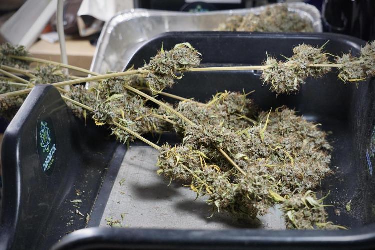 Dognabis 035 Permanent Marker (Zamnesia). Week 14 - PM #1