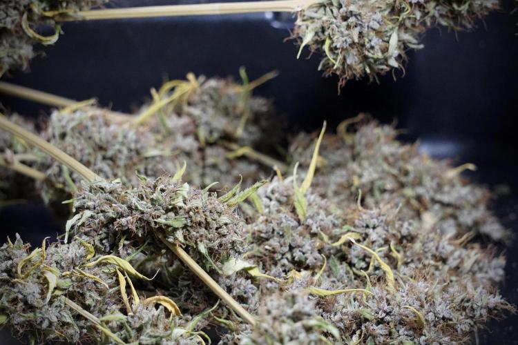 Dognabis 035 Permanent Marker (Zamnesia). Week 14 - PM #1