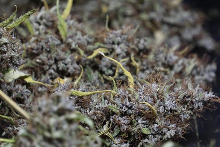 Dognabis 035 Permanent Marker (Zamnesia). Week 14 - PM #1