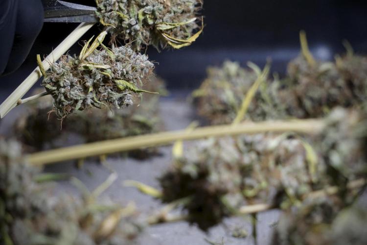 Dognabis 035 Permanent Marker (Zamnesia). Week 14 - PM #1