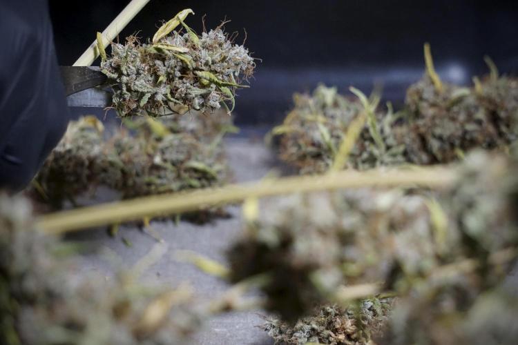 Dognabis 035 Permanent Marker (Zamnesia). Week 14 - PM #1