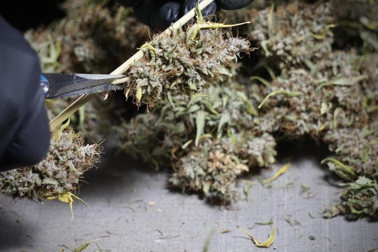 Dognabis 035 Permanent Marker (Zamnesia). Week 14 - PM #1