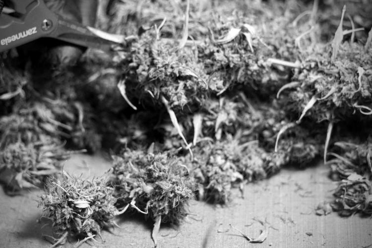 Dognabis 035 Permanent Marker (Zamnesia). Week 14 - PM #1