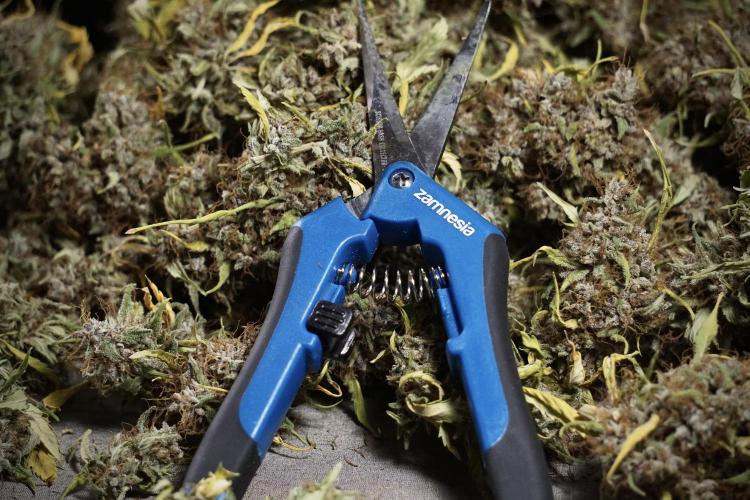 Dognabis 035 Permanent Marker (Zamnesia). Week 14 - PM #1