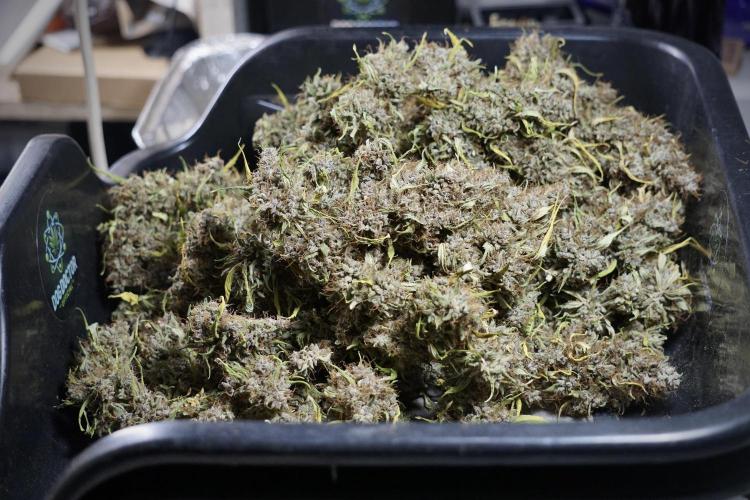 Dognabis 035 Permanent Marker (Zamnesia). Week 14 - PM #1