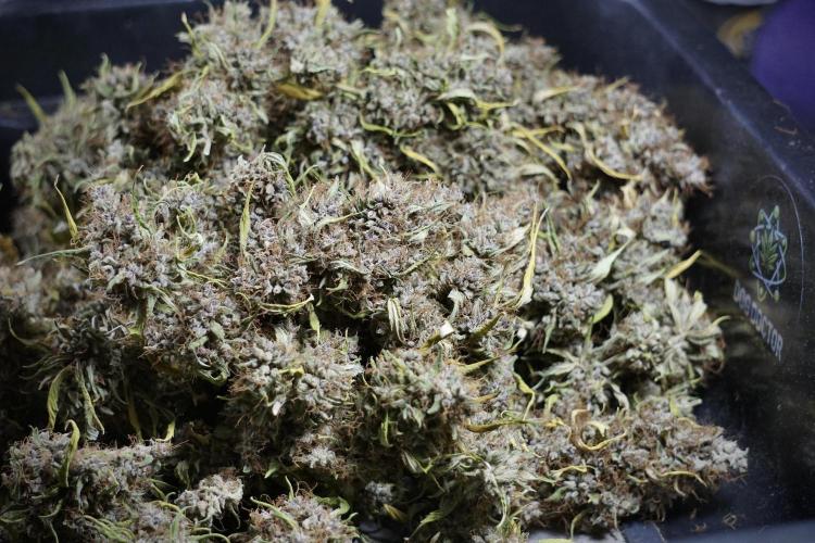 Dognabis 035 Permanent Marker (Zamnesia). Week 14 - PM #1