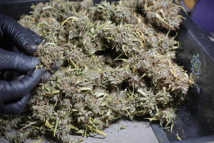 Dognabis 035 Permanent Marker (Zamnesia). Week 14 - PM #1