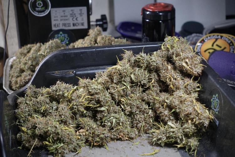 Dognabis 035 Permanent Marker (Zamnesia). Week 14 - PM #1