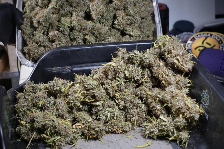 Dognabis 035 Permanent Marker (Zamnesia). Week 14 - PM #1