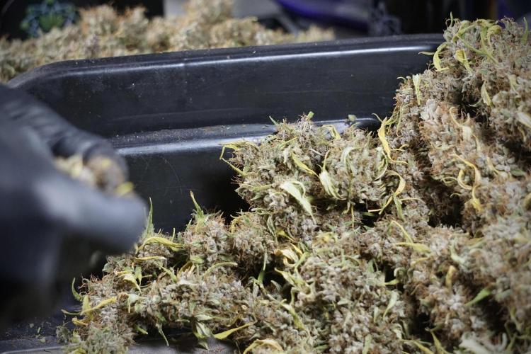 Dognabis 035 Permanent Marker (Zamnesia). Week 14 - PM #1