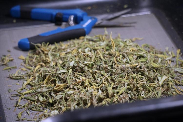 Dognabis 035 Permanent Marker (Zamnesia). Week 14 - PM #1