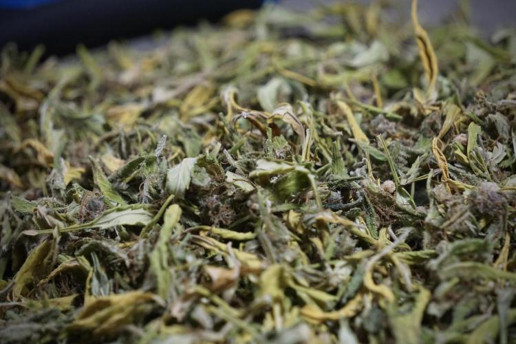 Dognabis 035 Permanent Marker (Zamnesia). Week 14 - PM #1