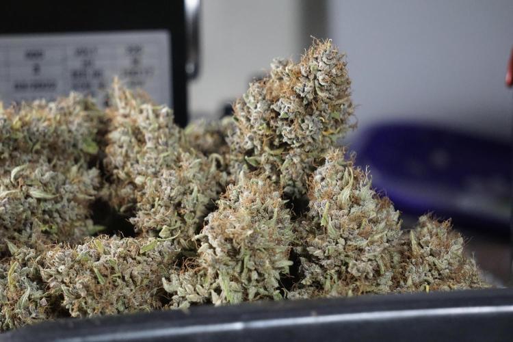 Dognabis 035 Permanent Marker (Zamnesia). Week 14 - PM #1