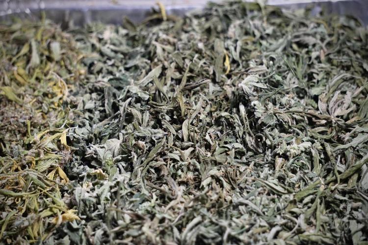 Dognabis 035 Permanent Marker (Zamnesia). Week 14 - PM #1