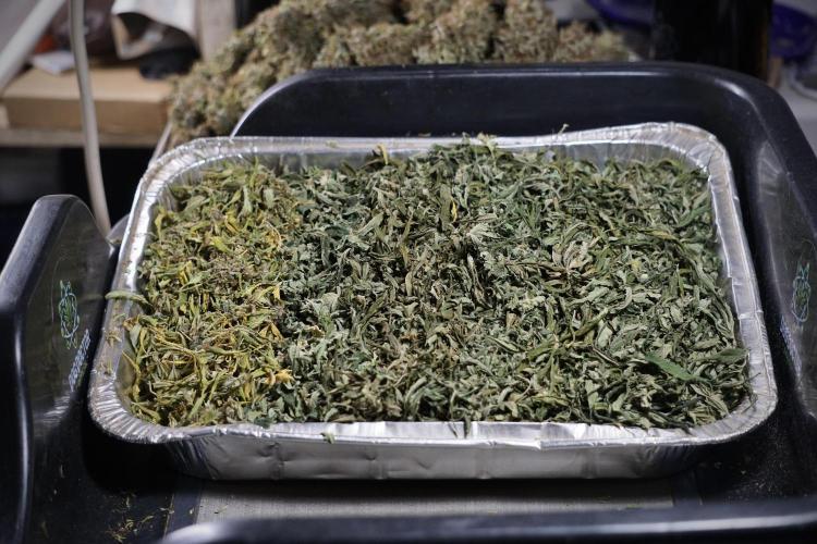 Dognabis 035 Permanent Marker (Zamnesia). Week 14