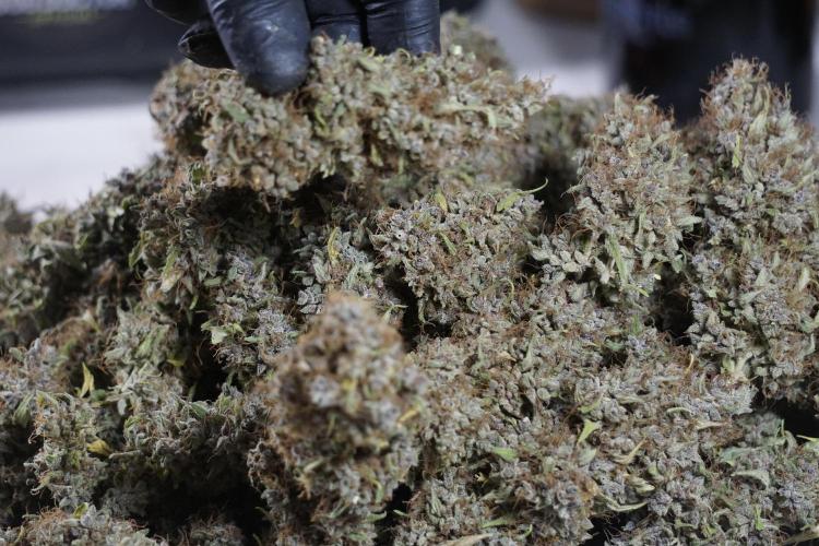 Dognabis 035 Permanent Marker (Zamnesia). Week 14