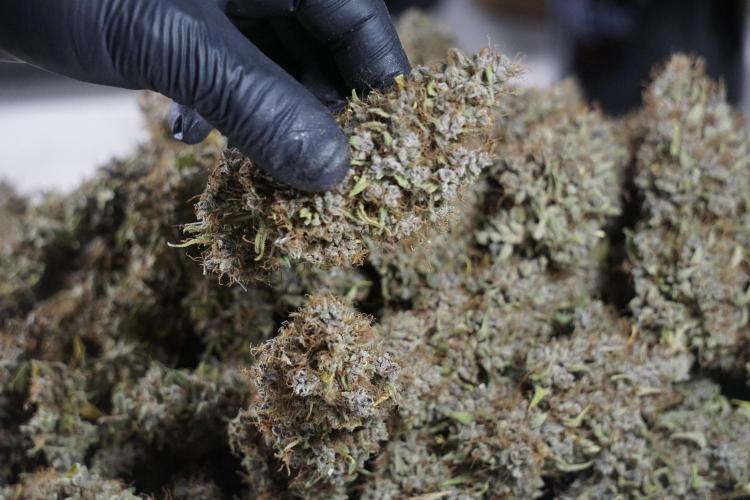 Dognabis 035 Permanent Marker (Zamnesia). Week 14 - PM #1