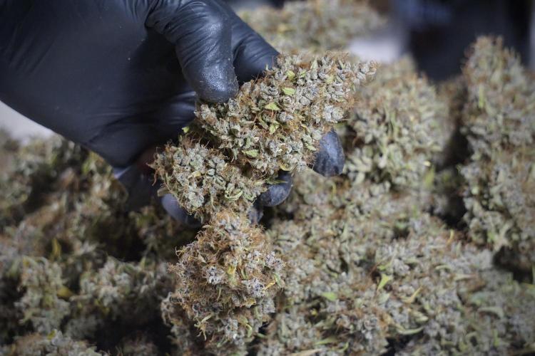 Dognabis 035 Permanent Marker (Zamnesia). Week 14 - PM #1