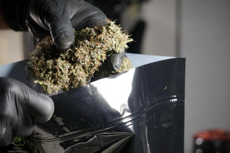 Dognabis 035 Permanent Marker (Zamnesia). Week 14 - PM #1