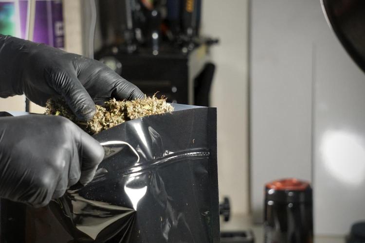 Dognabis 035 Permanent Marker (Zamnesia). Week 14 - PM #1