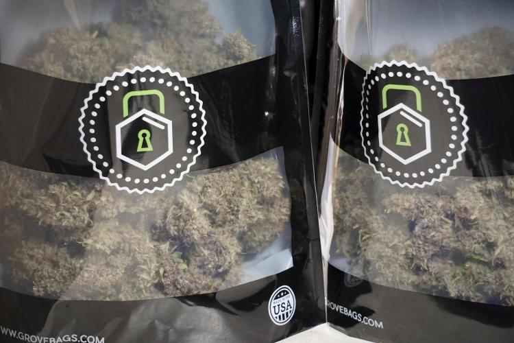 Dognabis 035 Permanent Marker (Zamnesia). Week 14 - PM #1