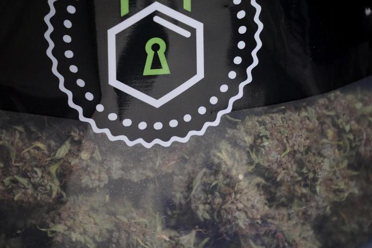 Dognabis 035 Permanent Marker (Zamnesia). Week 14 - PM #1