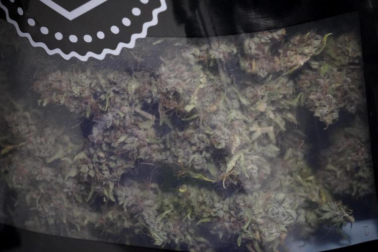 Dognabis 035 Permanent Marker (Zamnesia). Week 14 - PM #1