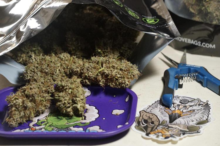 Dognabis 035 Permanent Marker (Zamnesia). Week 14 - PM #1