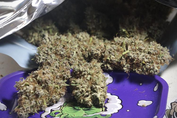 Dognabis 035 Permanent Marker (Zamnesia). Week 14 - PM #1