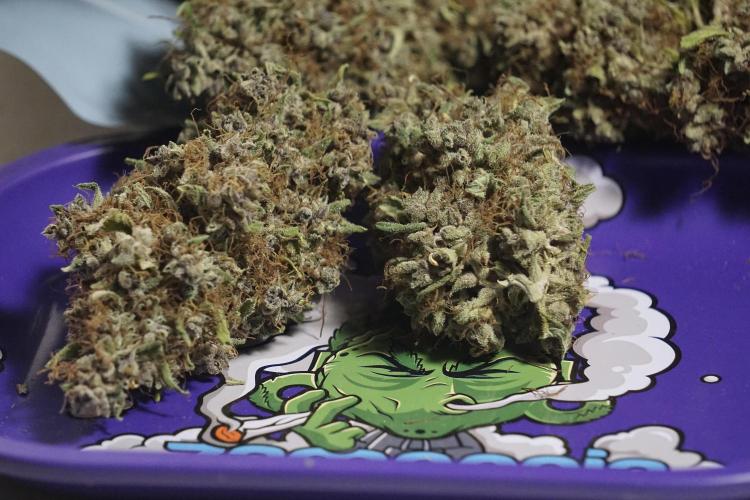 Dognabis 035 Permanent Marker (Zamnesia). Week 14 - PM #1