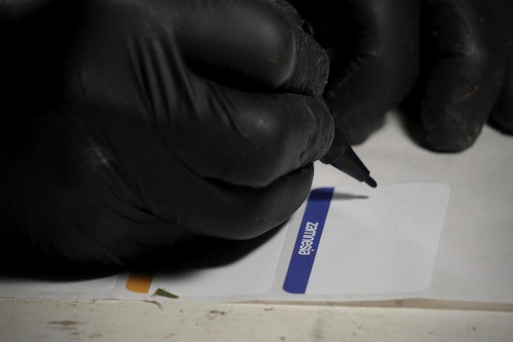 Dognabis 035 Permanent Marker (Zamnesia). Week 14 - PM #1