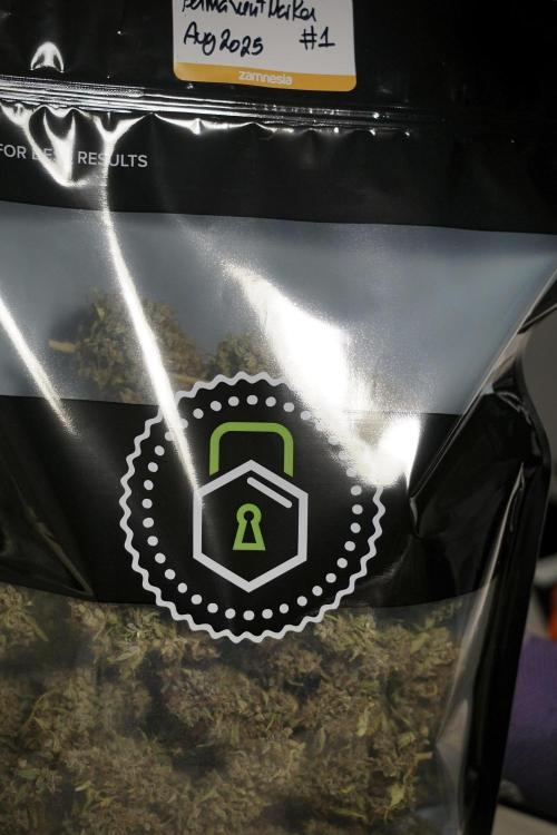 Dognabis 035 Permanent Marker (Zamnesia). Week 14 - PM #1