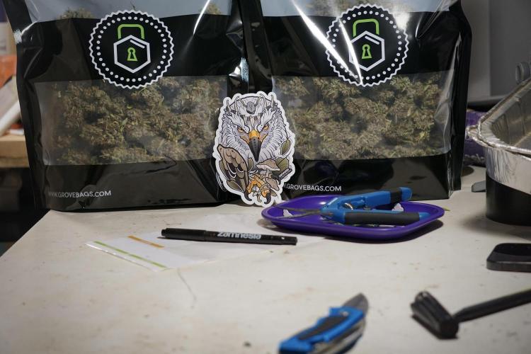 Dognabis 035 Permanent Marker (Zamnesia). Week 14 - PM #1